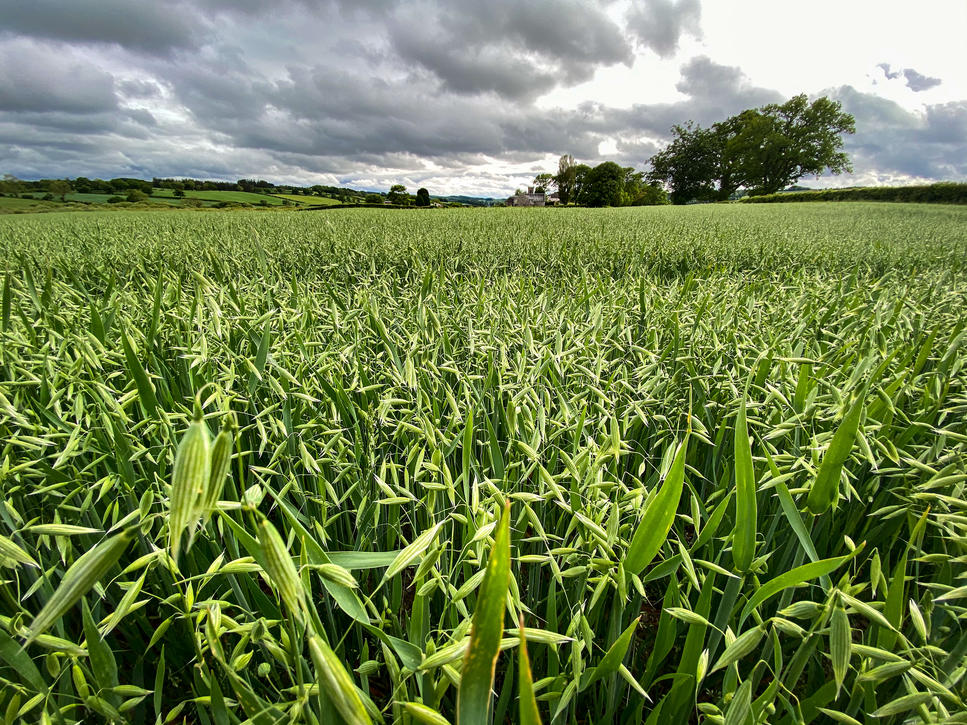 oat field